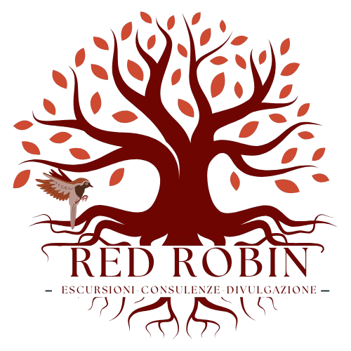 Red_Robin_2-removebg-preview