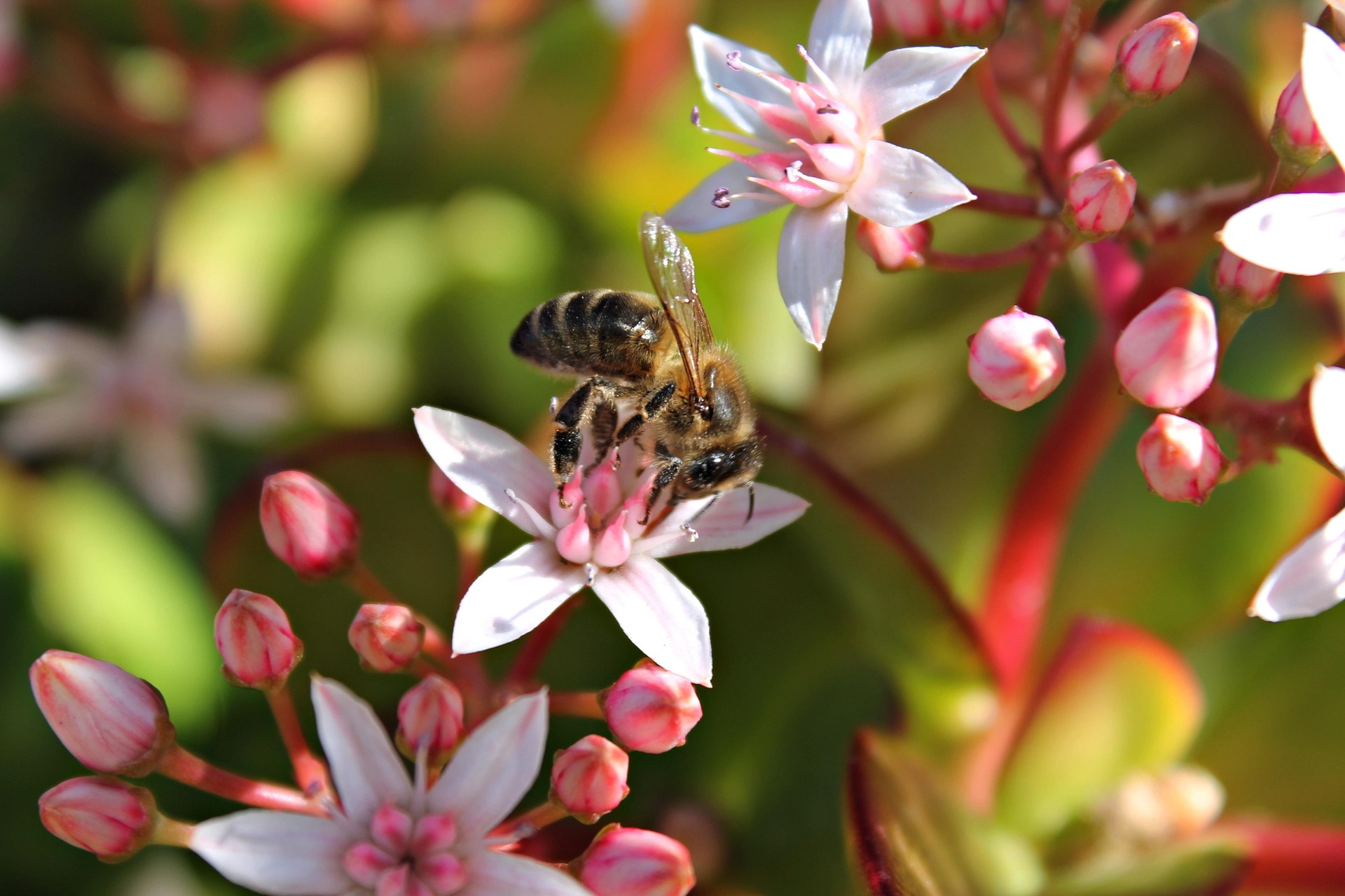 bee-629173_1920