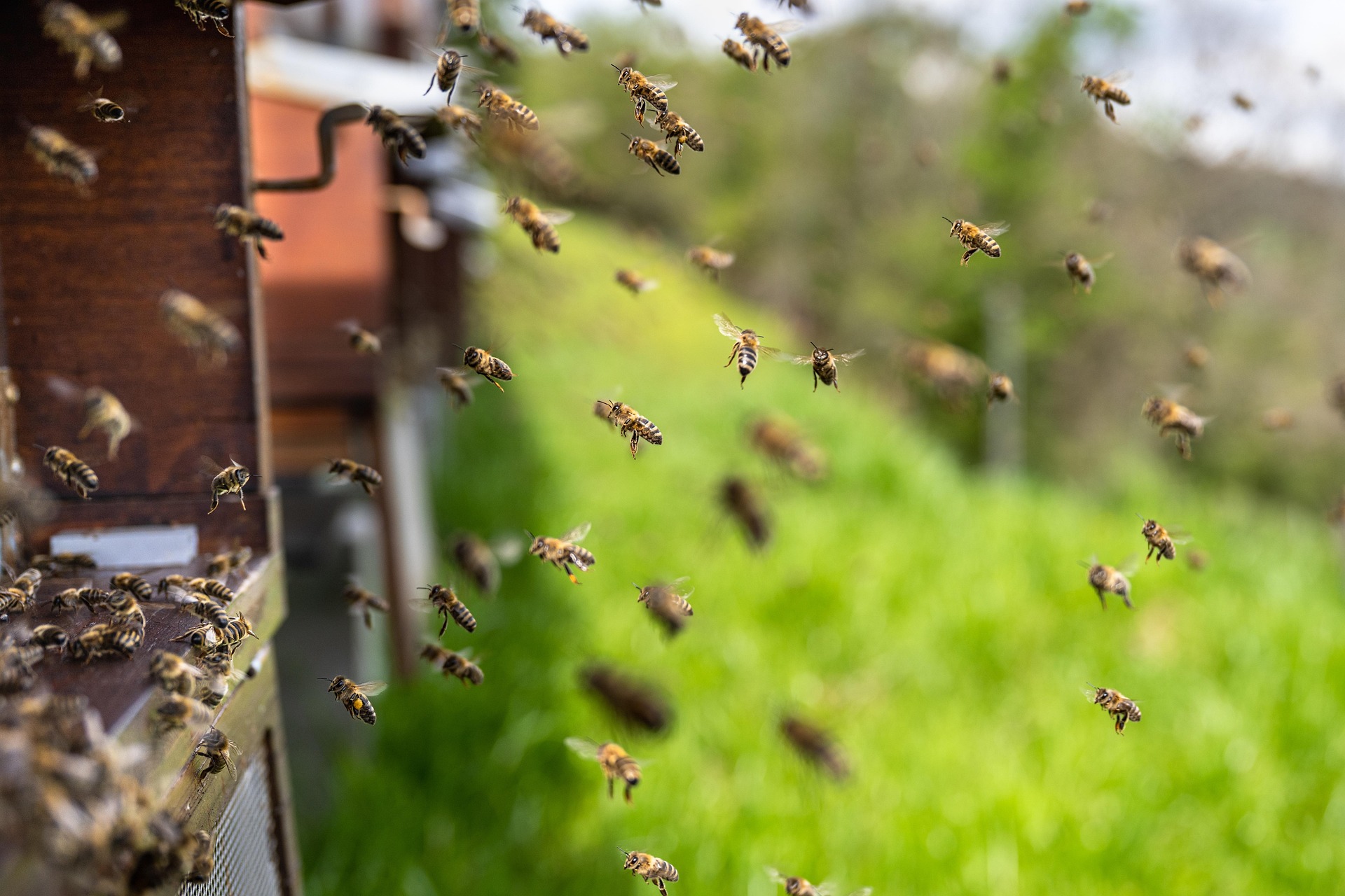 bees-7996596_1920