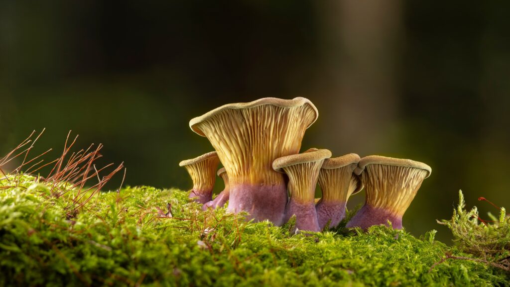 adege-mushrooms-10481720