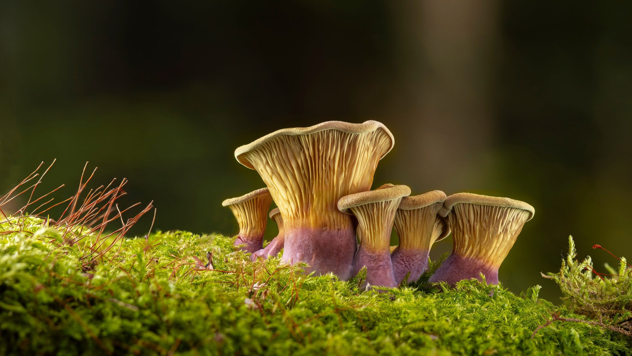adege-mushrooms-10481720